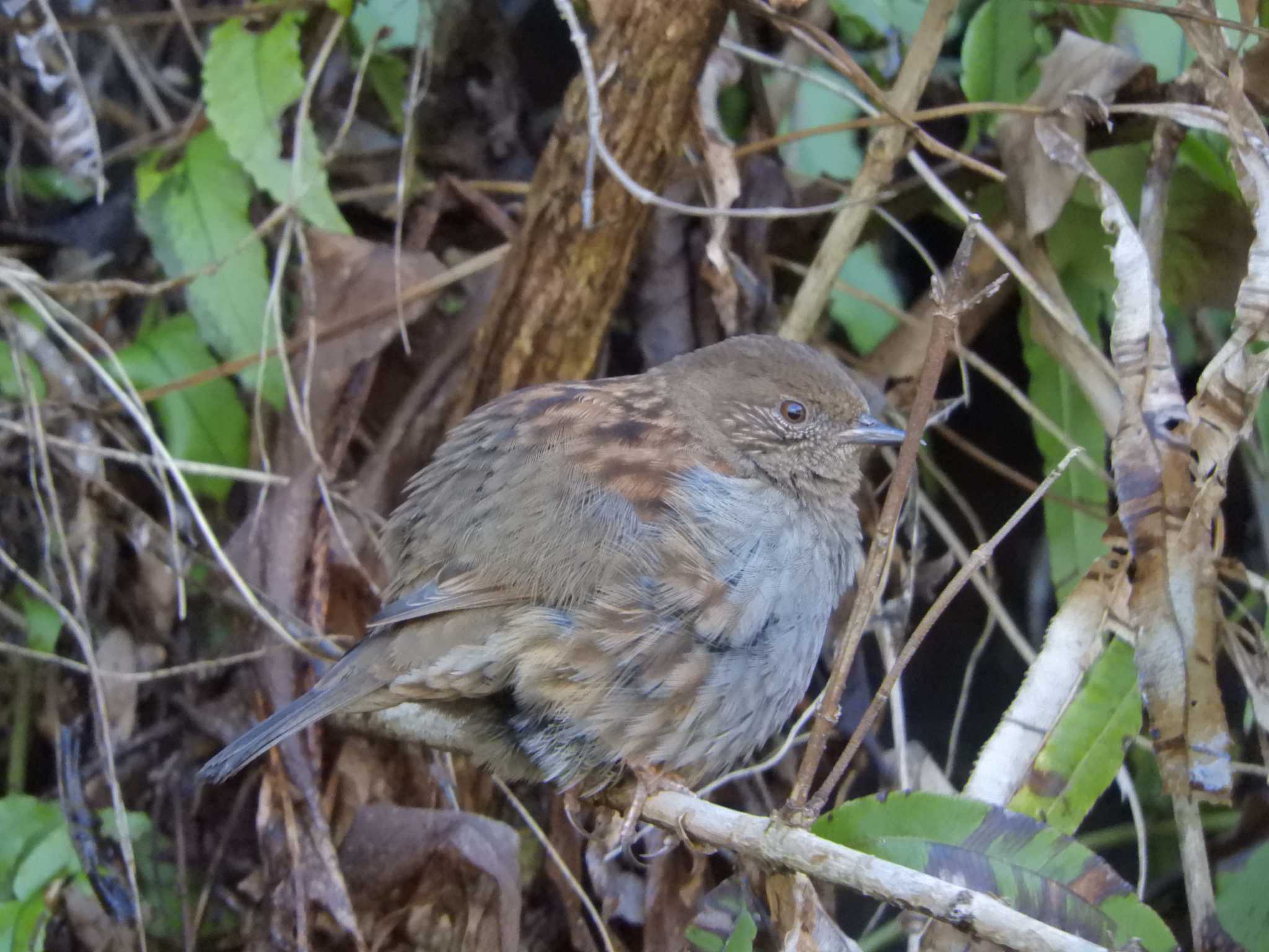 カヤクグリ