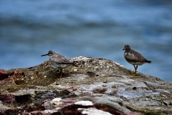 Grey-tailed Tattler 静岡県下田市板戸浜 Mon, 9/3/2018