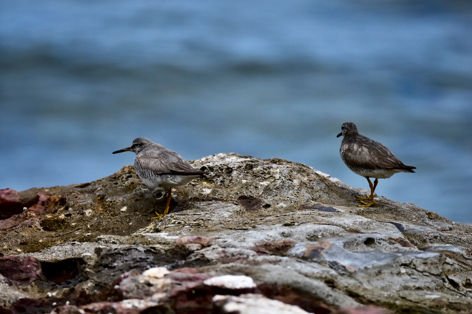 Grey-tailed Tattler