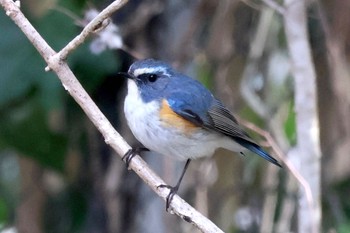 Red-flanked Bluetail Akigase Park Sun, 3/24/2024