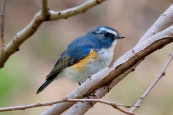 Red-flanked Bluetail Akigase Park Sun, 3/24/2024