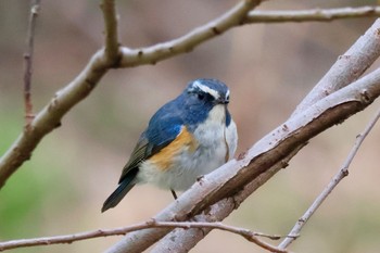 ルリビタキ 秋ヶ瀬公園 2024年3月24日(日)