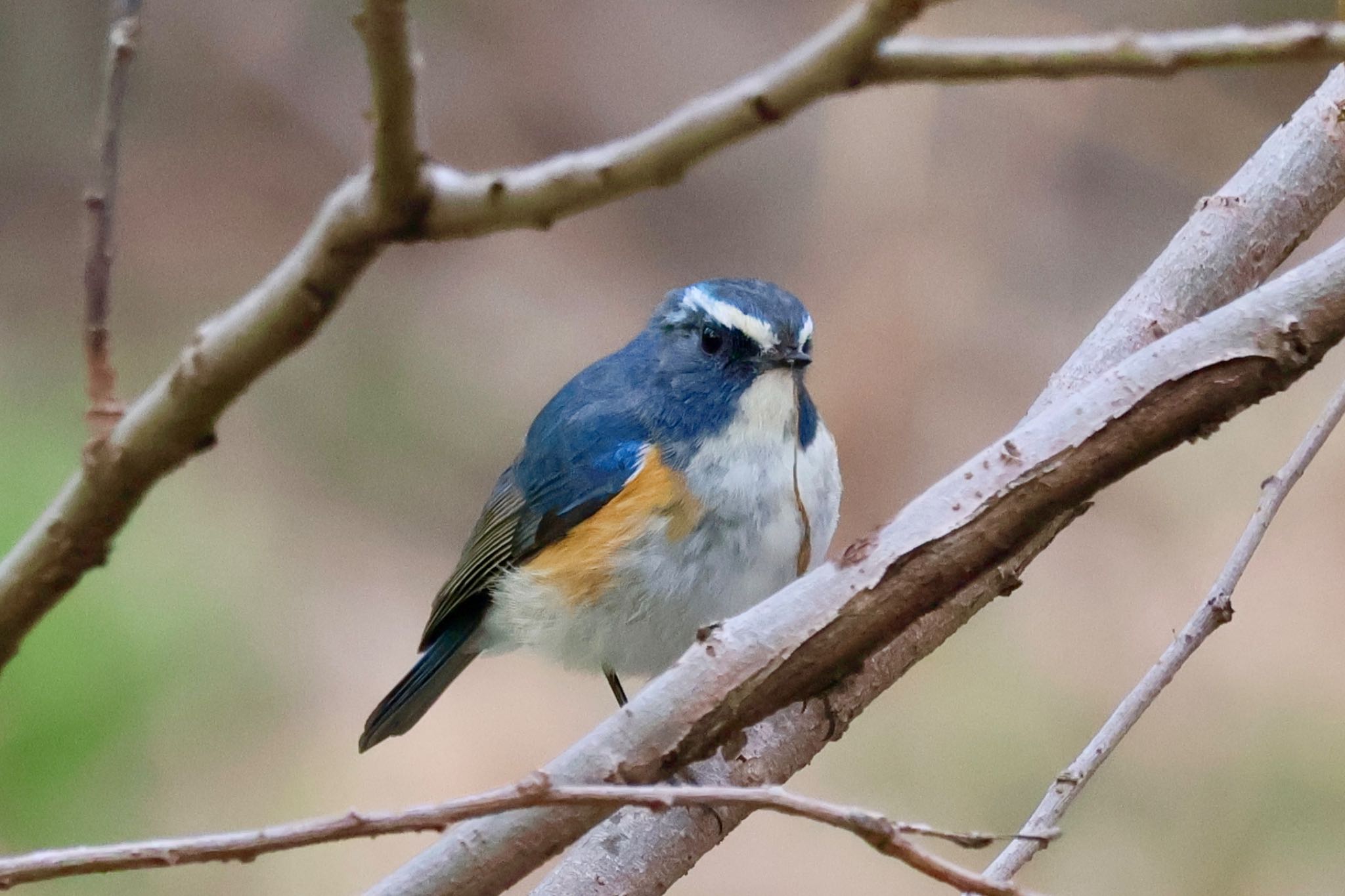 Red-flanked Bluetail