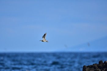 Eurasian Whimbrel 静岡県下田市板戸浜 Mon, 9/3/2018