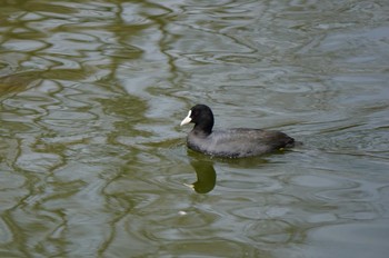 オオバン 井頭公園 2024年3月24日(日)