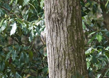Japanese Pygmy Woodpecker 井頭公園 Sun, 3/24/2024