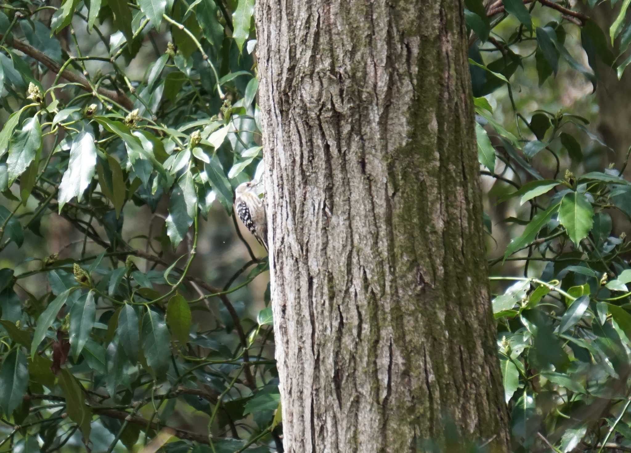 Japanese Pygmy Woodpecker