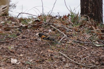 2024年3月24日(日) 井頭公園の野鳥観察記録