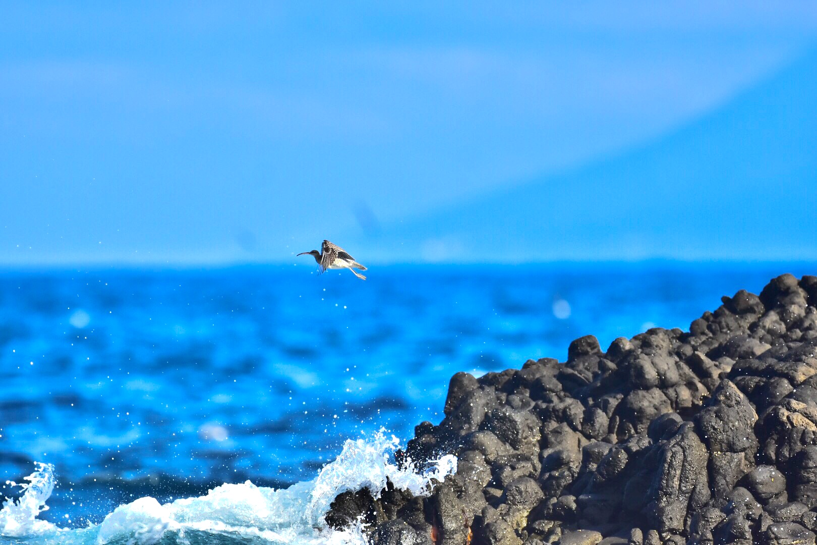 Eurasian Whimbrel