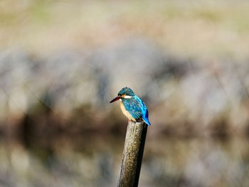 カワセミ 柏市水生水辺公園 2024年3月27日(水)