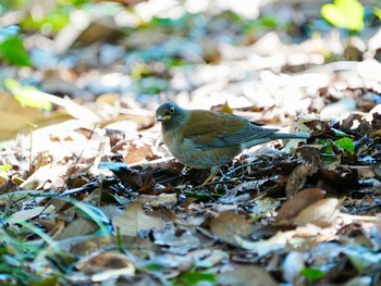 Pale Thrush 柏市水生水辺公園 Wed, 3/27/2024