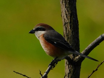 Bull-headed Shrike 江津湖 Sat, 3/9/2024