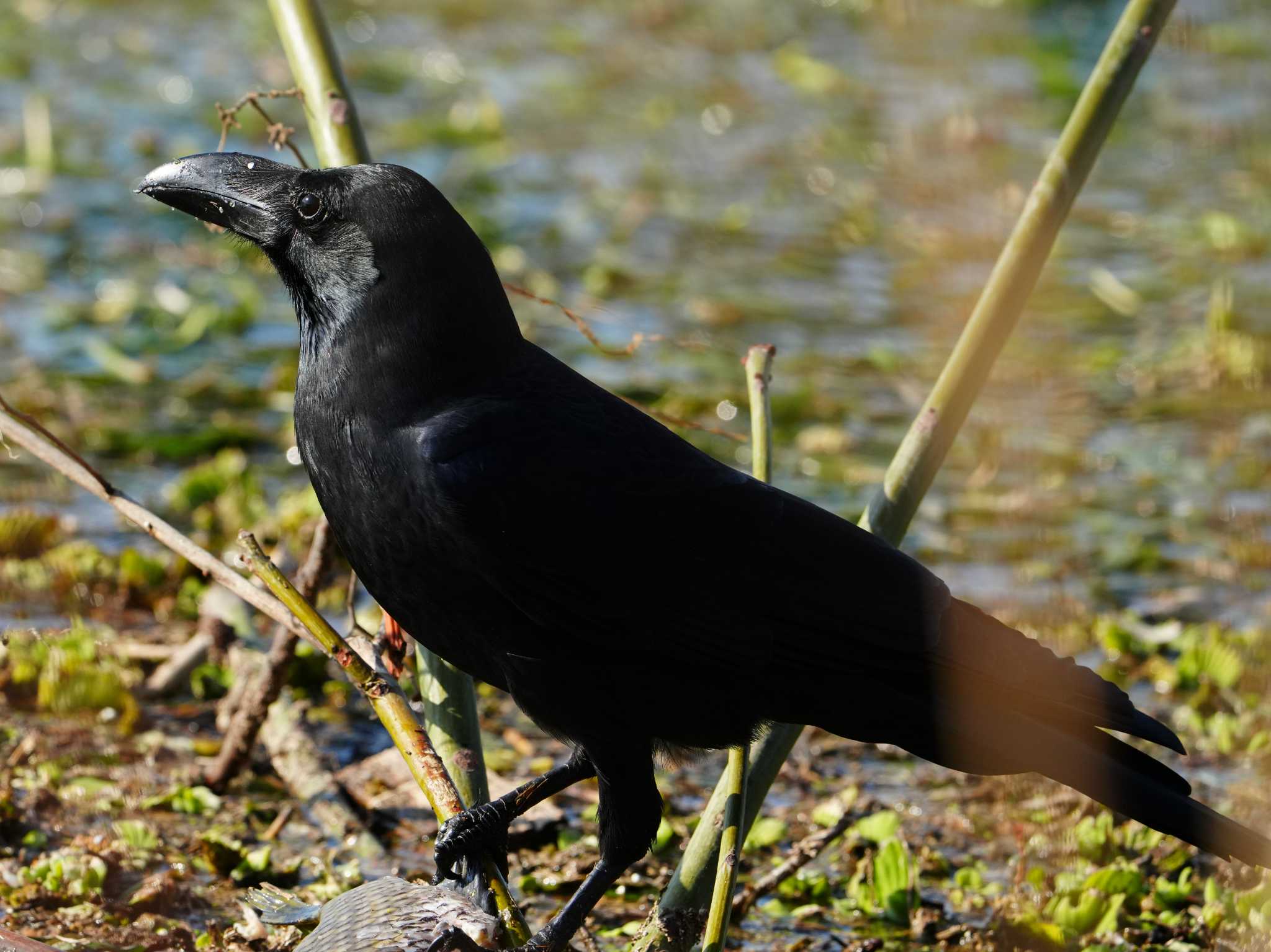 Large-billed Crow