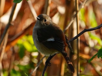 Daurian Redstart 江津湖 Sat, 3/9/2024