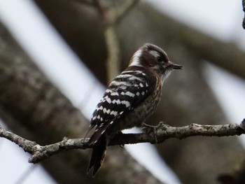 Japanese Pygmy Woodpecker 南阿蘇ビジターセンター Sun, 3/3/2024