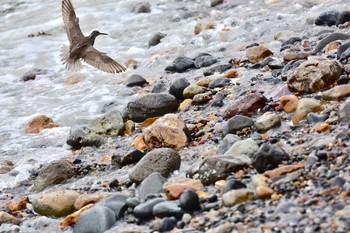 Grey-tailed Tattler 静岡県下田市板戸浜 Mon, 9/3/2018