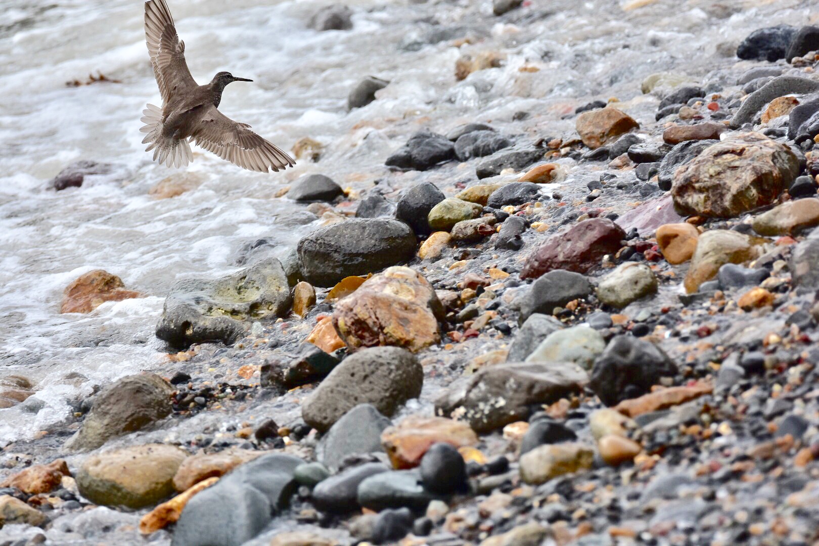 Photo of Grey-tailed Tattler at 静岡県下田市板戸浜 by pochino3298