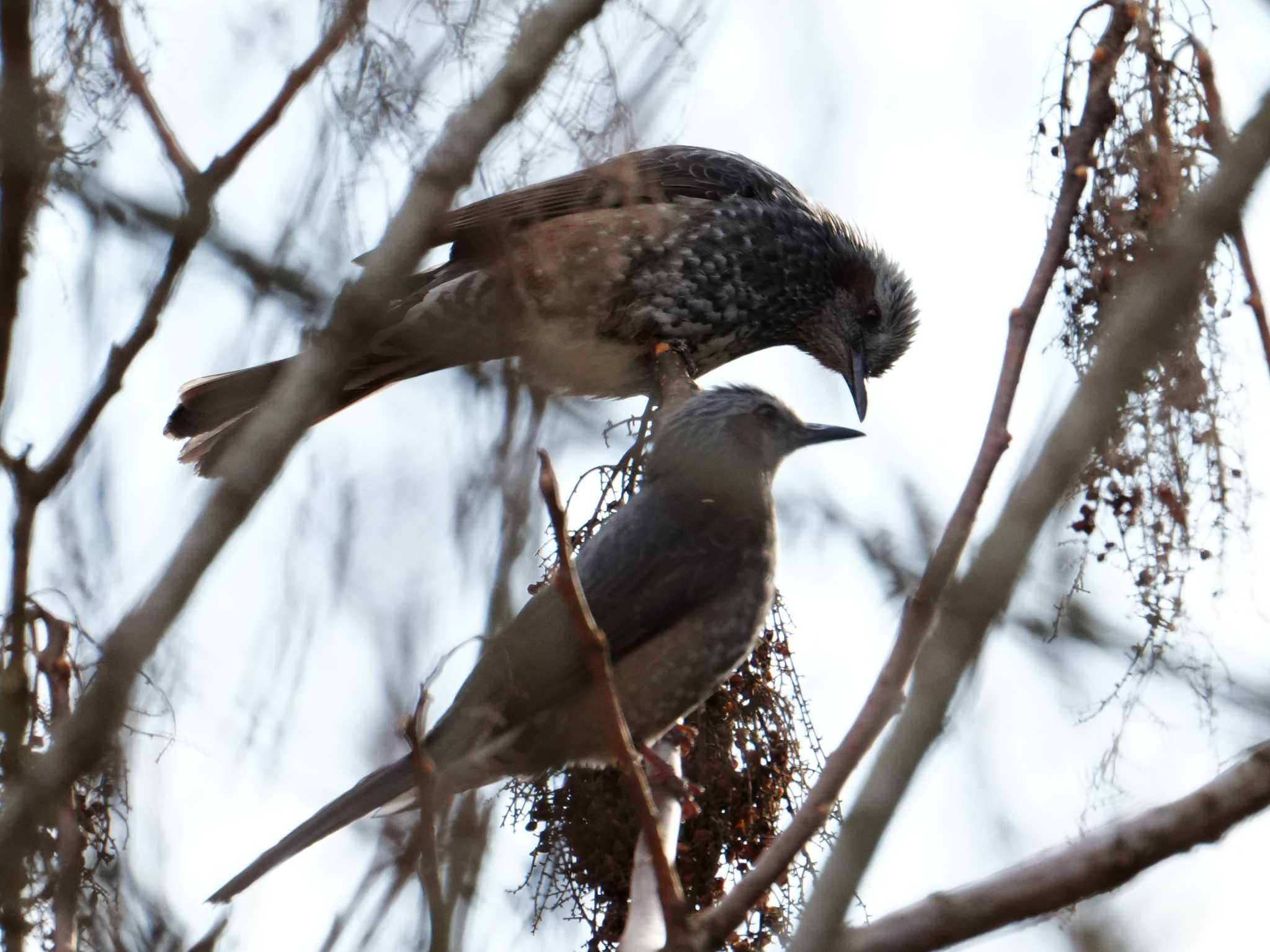 Brown-eared Bulbul