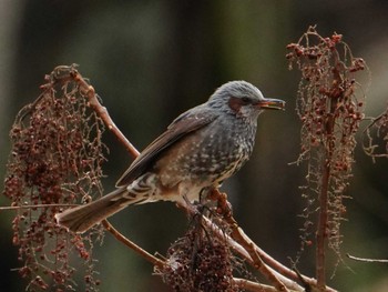 Brown-eared Bulbul 南阿蘇ビジターセンター Sun, 3/3/2024