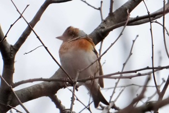 Brambling 南阿蘇ビジターセンター Sun, 3/3/2024