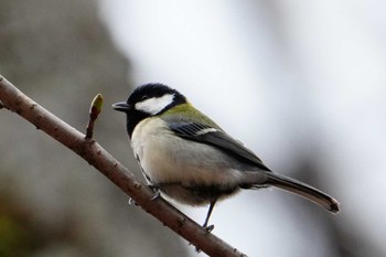 Japanese Tit 南阿蘇ビジターセンター Sun, 3/3/2024