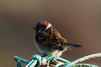 Eurasian Tree Sparrow 住吉自然公園 Sat, 3/2/2024