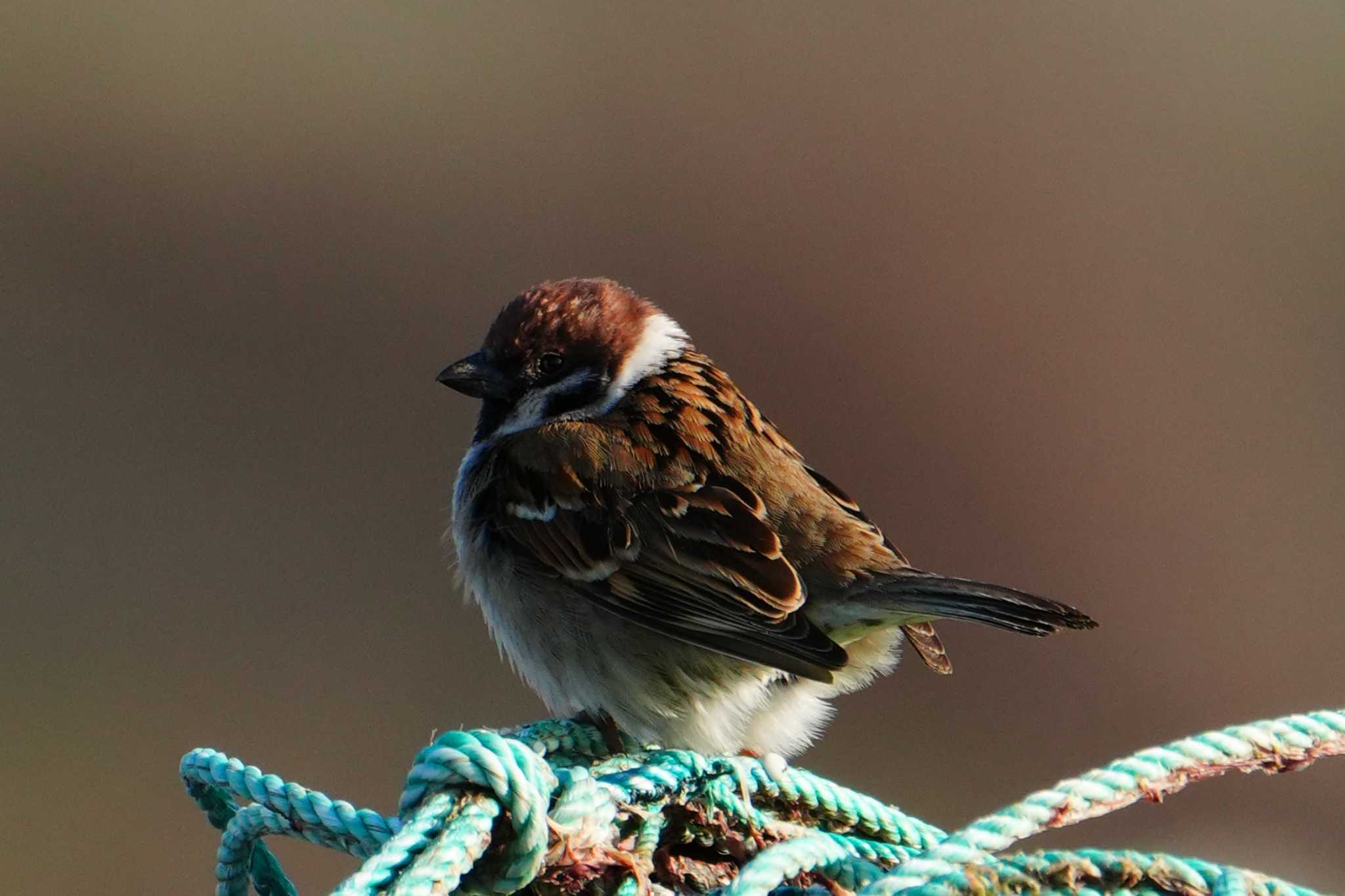 Photo of Eurasian Tree Sparrow at 住吉自然公園 by ksd_おがわ