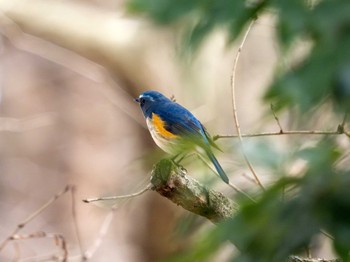 Red-flanked Bluetail 高崎自然の森 Sun, 3/24/2024