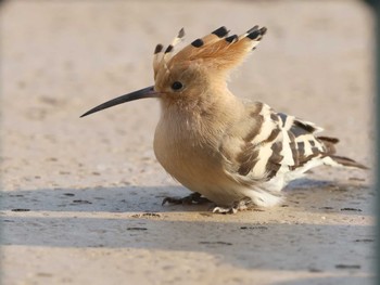 Eurasian Hoopoe 都内某所 Sat, 3/16/2024