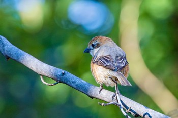 Bull-headed Shrike Shinjuku Gyoen National Garden Wed, 3/13/2024