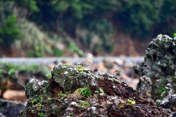 Eurasian Whimbrel 静岡県下田市板戸浜 Mon, 9/3/2018