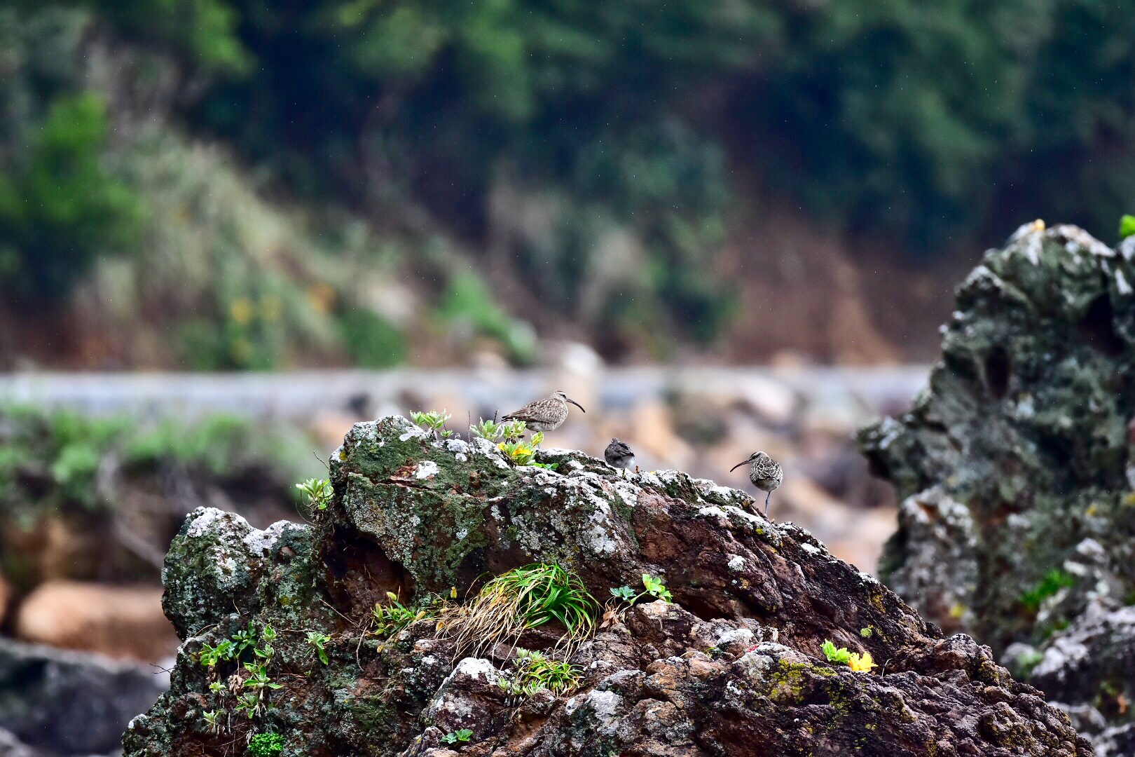 Photo of Eurasian Whimbrel at 静岡県下田市板戸浜 by pochino3298