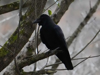 Large-billed Crow 立田山 Sun, 1/21/2024