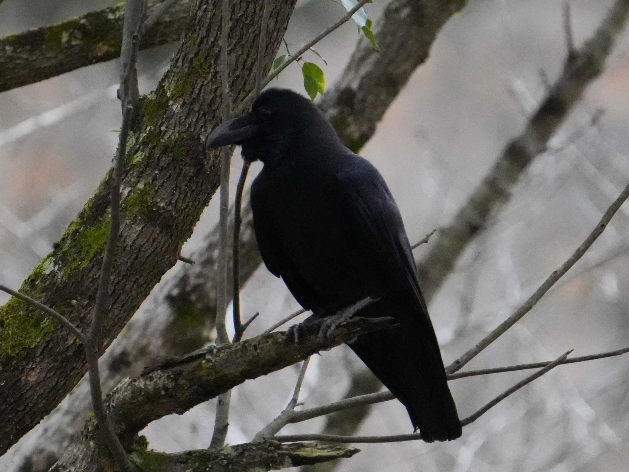 Photo of Large-billed Crow at 立田山 by ksd_おがわ