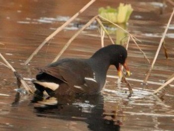 Common Moorhen 江津湖 Sun, 1/14/2024