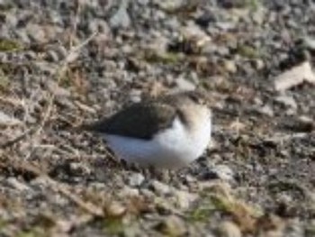 Common Sandpiper 白川 Sat, 1/13/2024