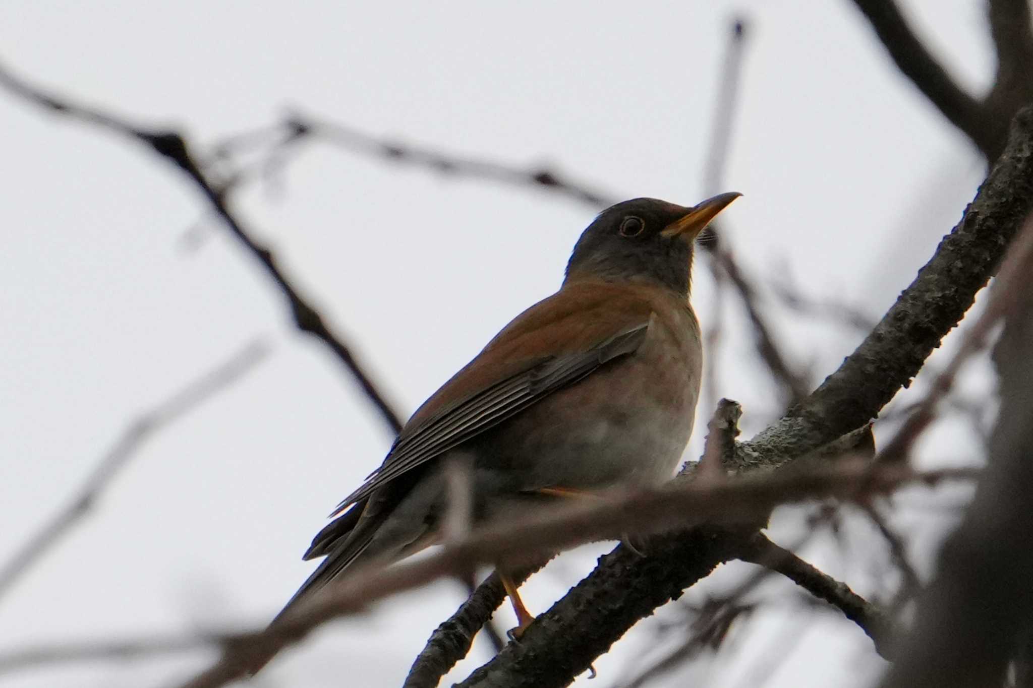 Photo of Pale Thrush at 立田山 by ksd_おがわ