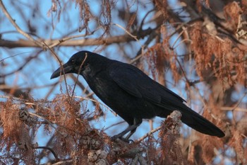 Carrion Crow 立田山 Sun, 1/14/2024