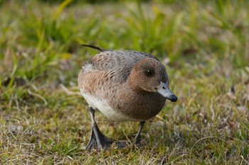 Eurasian Wigeon 江津湖 Sun, 2/11/2024