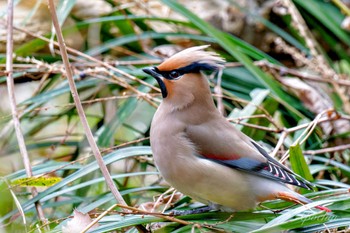 Japanese Waxwing Kitamoto Nature Observation Park Sat, 3/23/2024