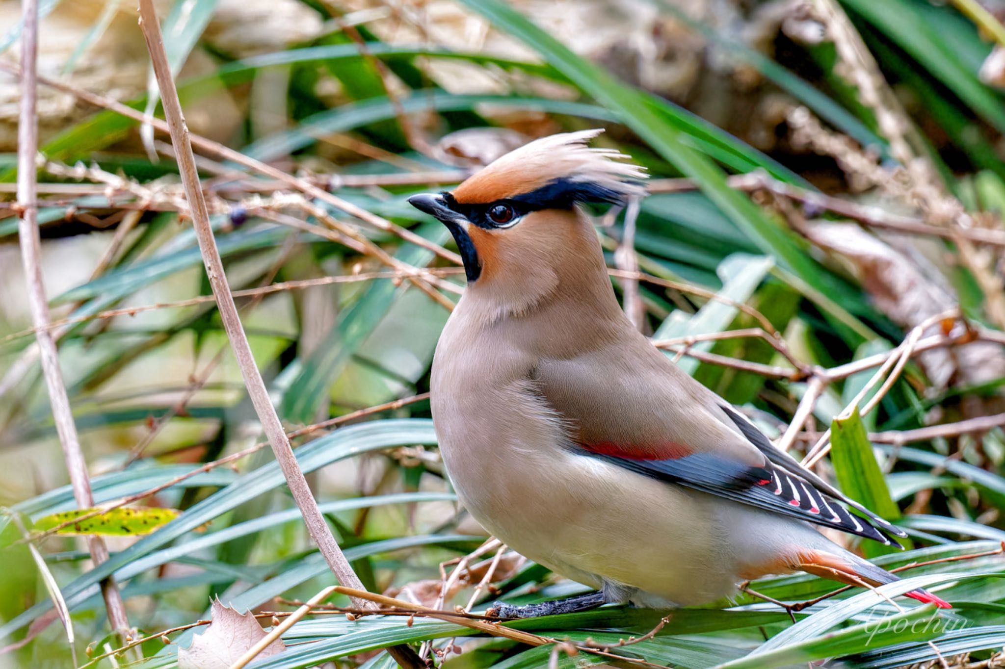 Photo of Japanese Waxwing at Kitamoto Nature Observation Park by アポちん