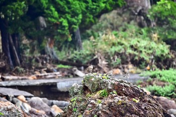 チュウシャクシギ 静岡県下田市板戸浜 2018年9月3日(月)