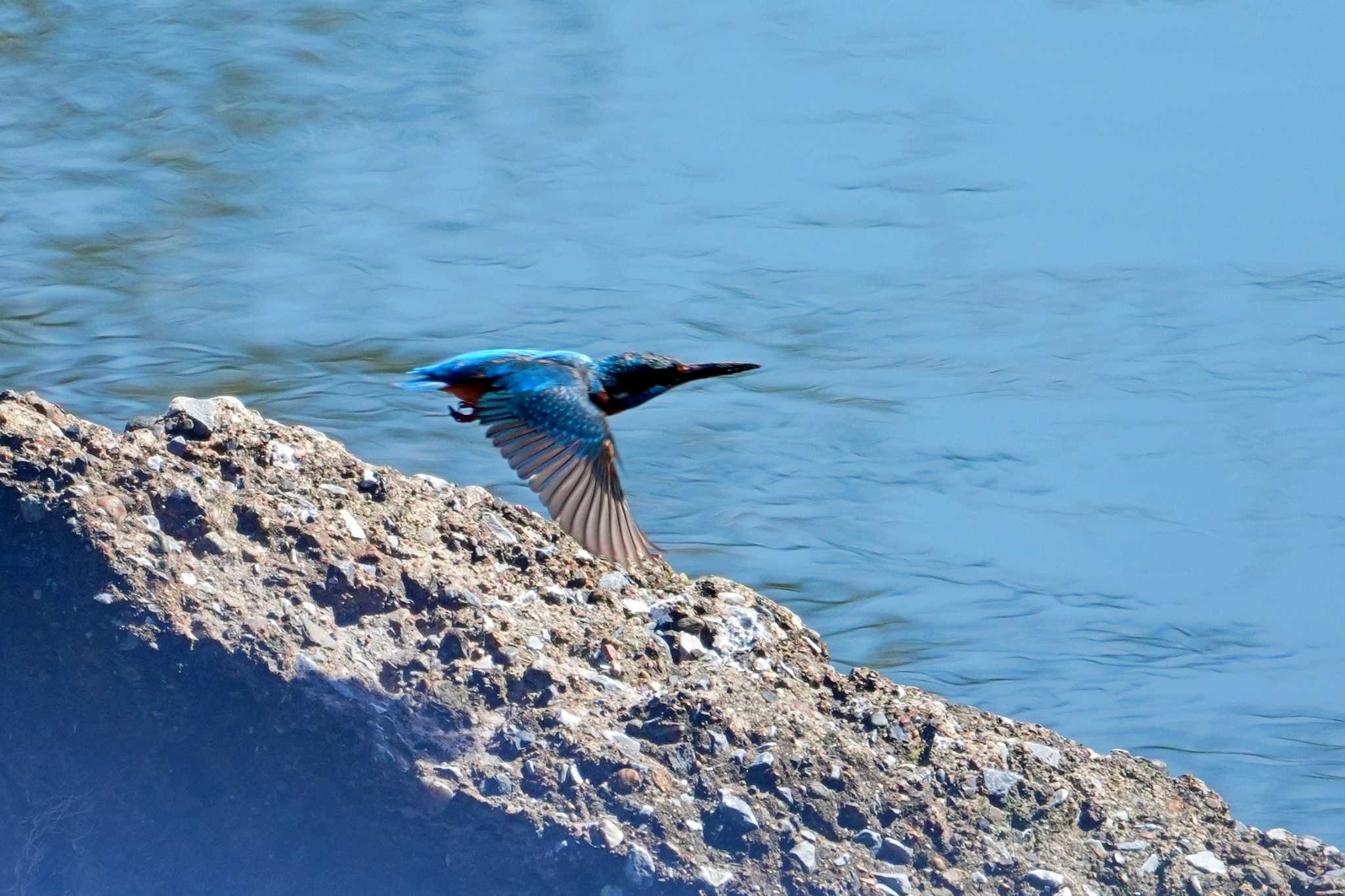 Photo of Common Kingfisher at 笹下川 by sinbesax