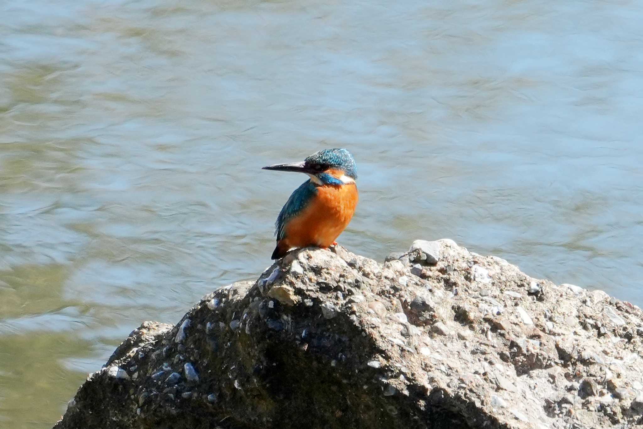 Photo of Common Kingfisher at 笹下川 by sinbesax