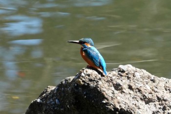 Common Kingfisher 笹下川 Wed, 3/27/2024