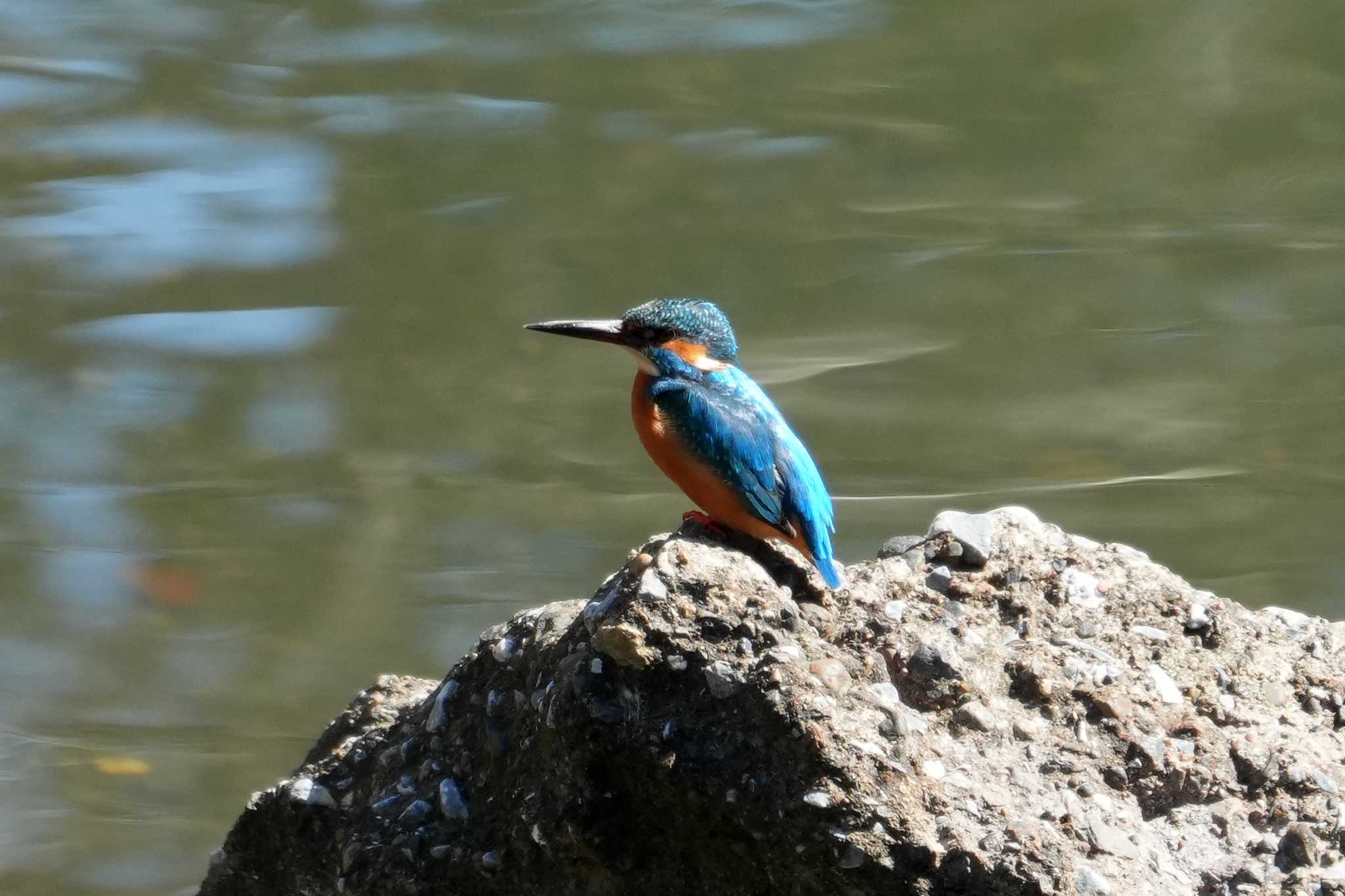 Photo of Common Kingfisher at 笹下川 by sinbesax