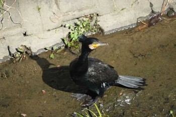 カワウ 笹下川 2024年3月27日(水)