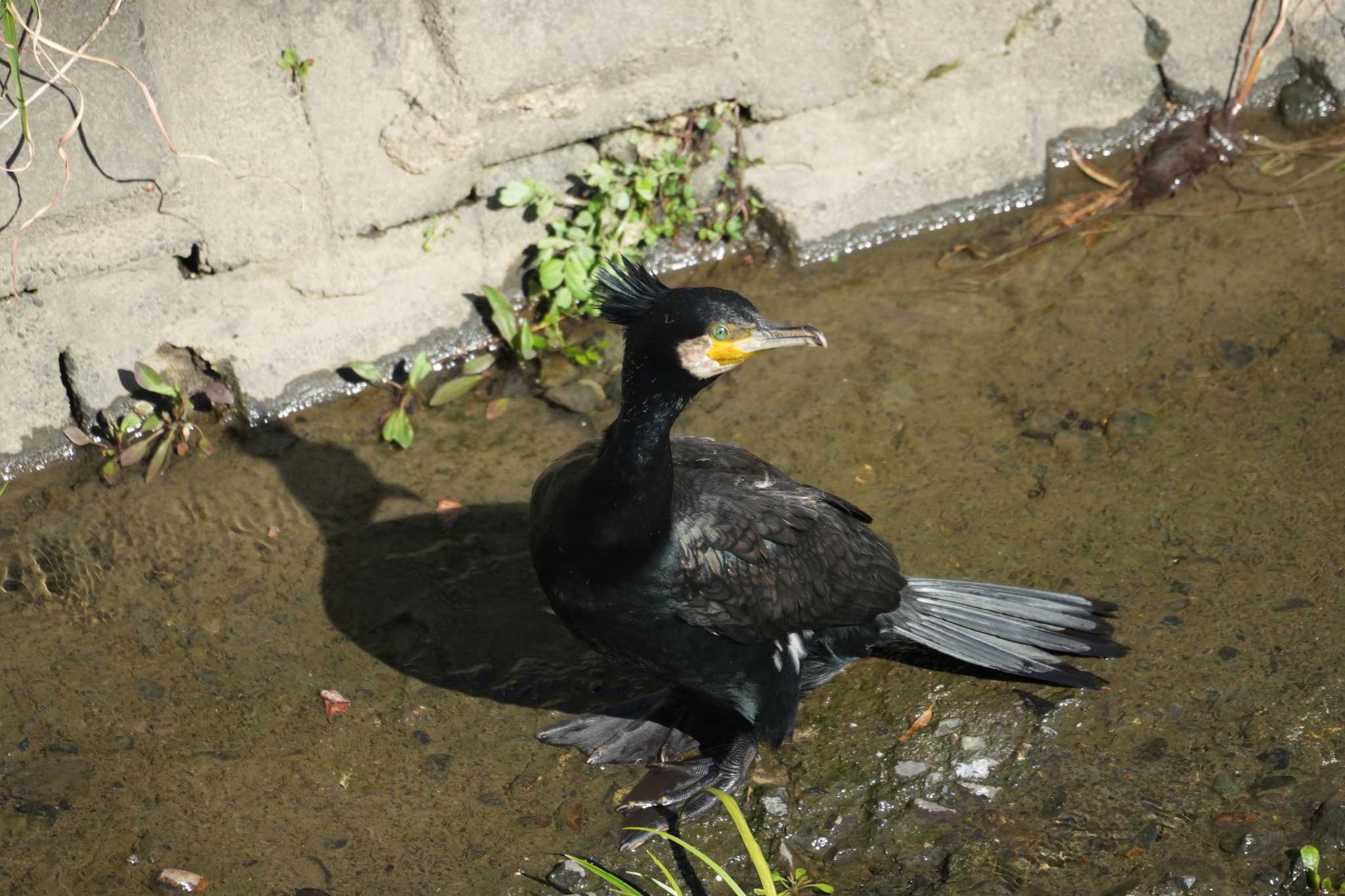 Photo of Great Cormorant at 笹下川 by sinbesax