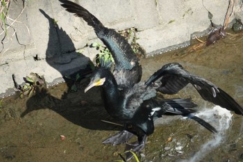 カワウ 笹下川 2024年3月27日(水)