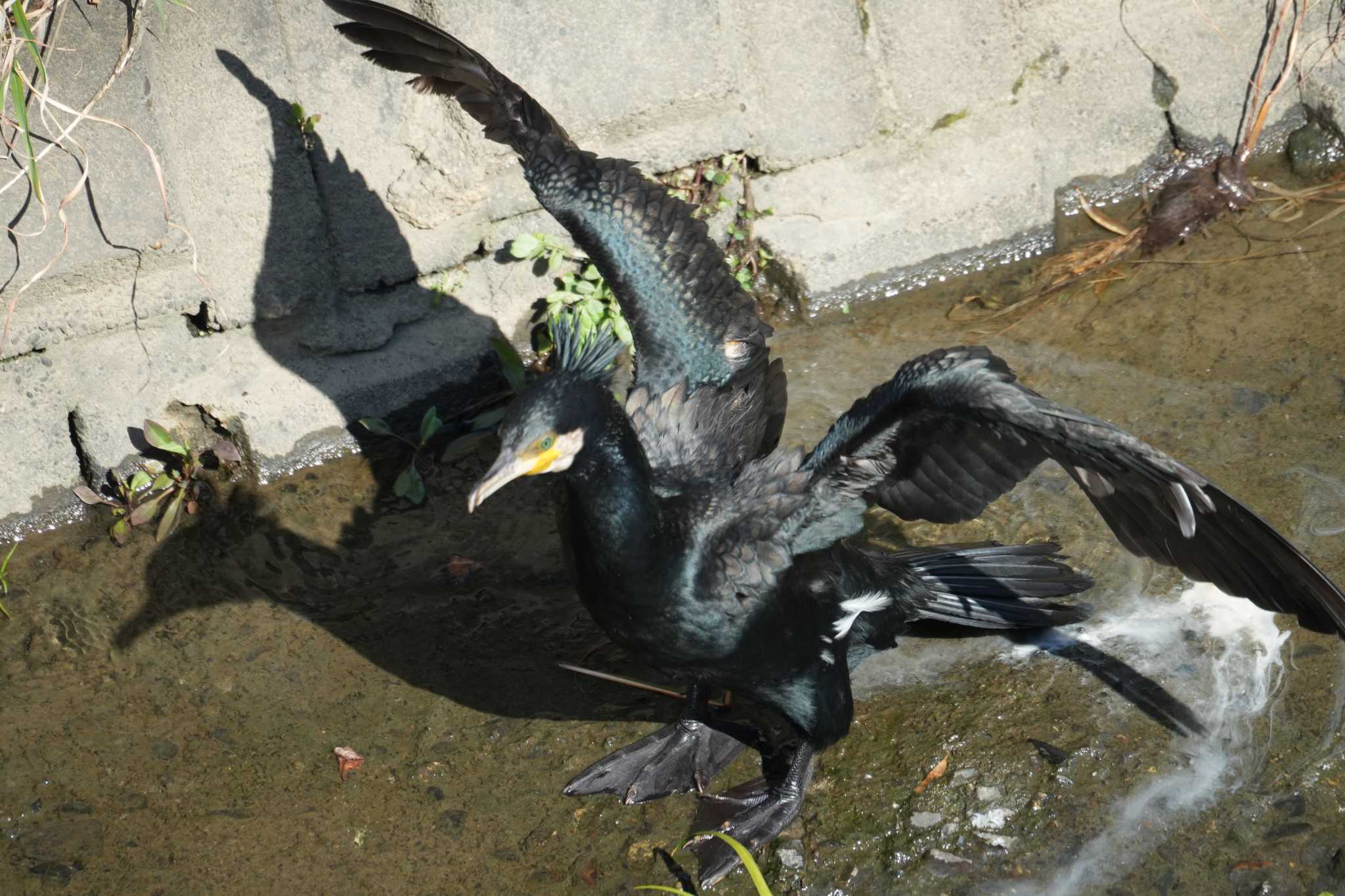 Photo of Great Cormorant at 笹下川 by sinbesax